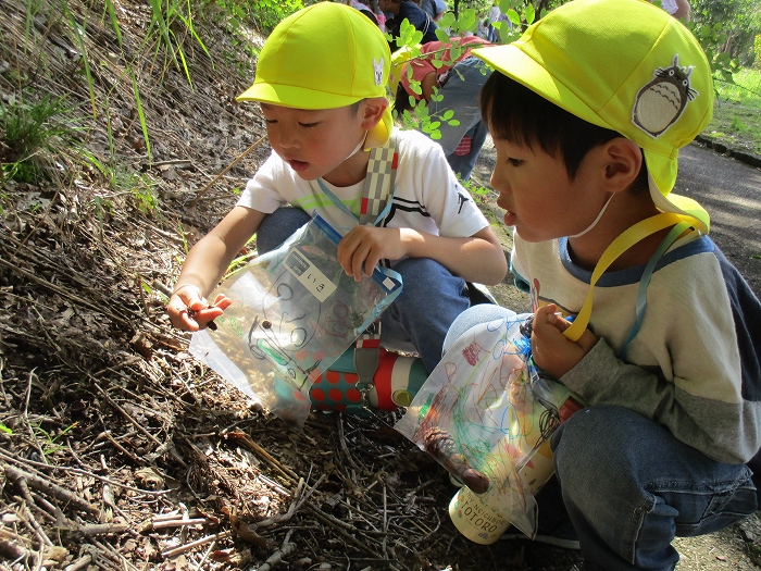 リンゴの花のそれから…（4，5歳児リンゴ狩り遠足）